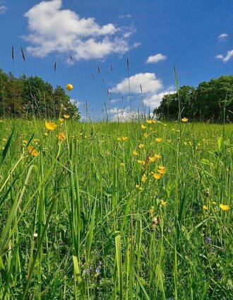 Flower meadow in ApfelLand in eastern Styria | Ewald Neffe | © Oststeiermark Tourismus