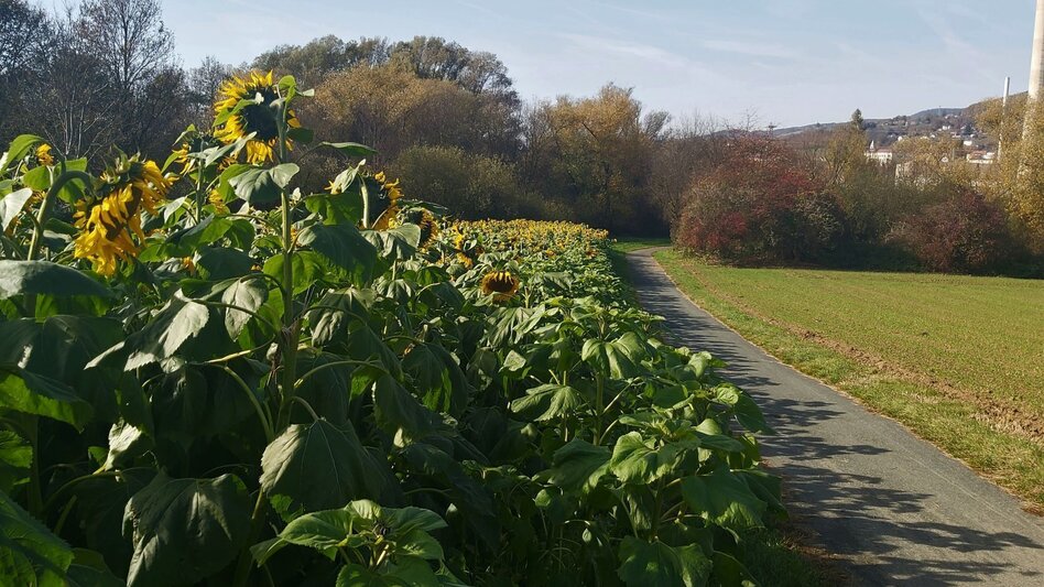 Radfahren Drahteseltour Hartberg - Touren-Impression #2.6 | © Oststeiermark Tourismus