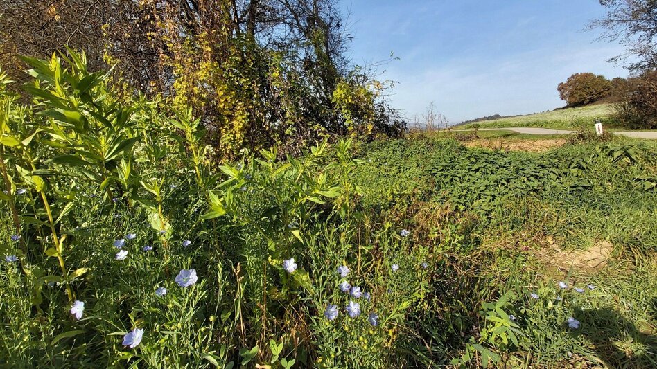 Radfahren Drahteseltour Hartberg - Touren-Impression #2.8 | © Oststeiermark Tourismus
