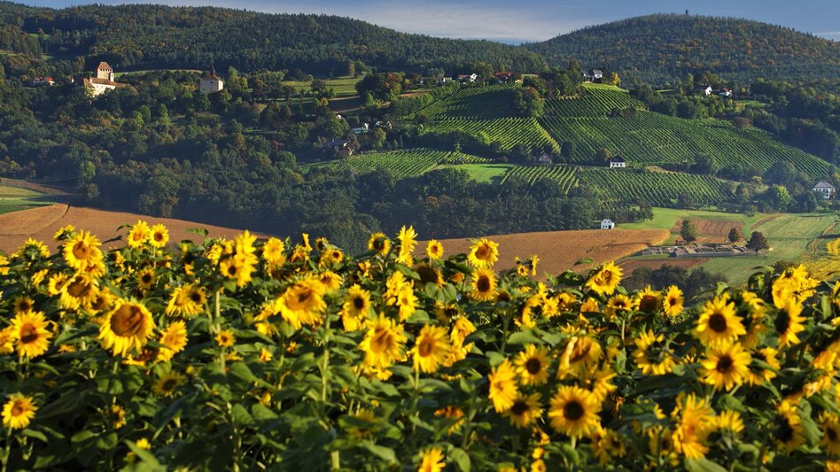 Motor Bike Eastern Styrian Roman Wine Route - Touren-Impression #2.15 | © TVB Hartbergerland, Bernhard Bergmann