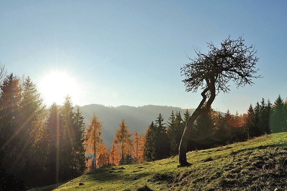 Mountain Biking Tour 13a - MTB - Schlapfkogel via Allerheiligen - Touren-Impression #1 | © Erlebnisregion Murtal