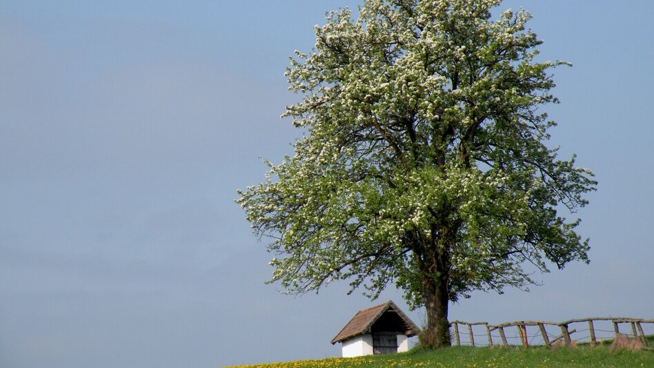 Wanderung Ochsenhimmel-Herzogberg - Touren-Impression #2.1 | © TV Hochsteiermark