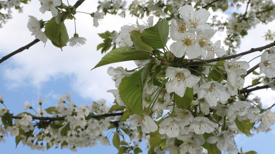Hiking route Enta da Miaz - Touren-Impression #2.4 | © TV Hochsteiermark