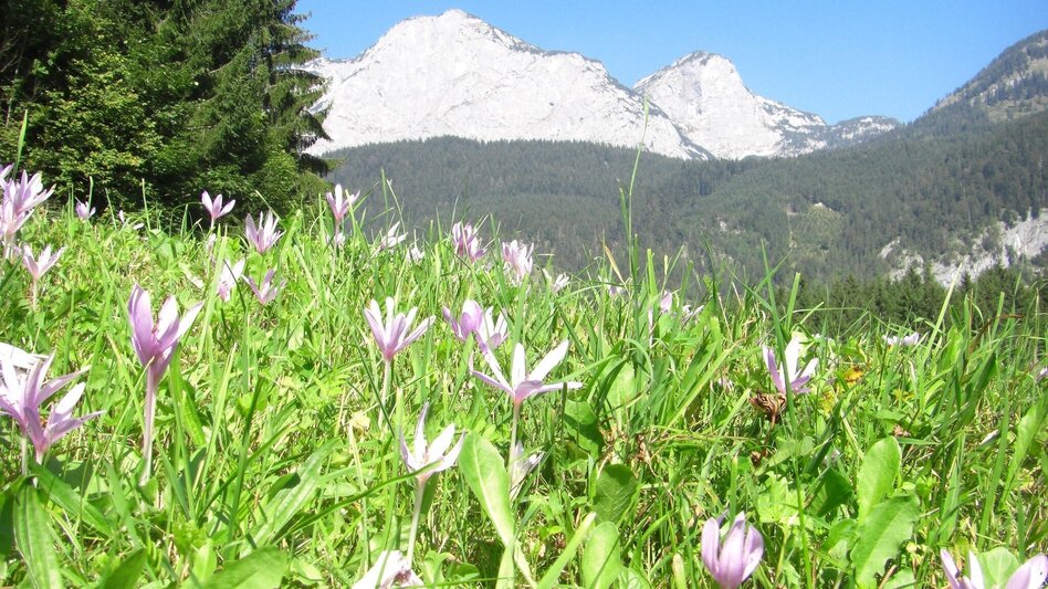 Hiking route BergeSeen Trail 19: Tauplitzalm - Gößl - Touren-Impression #2.5 | © Salzkammergut - BergeSeen