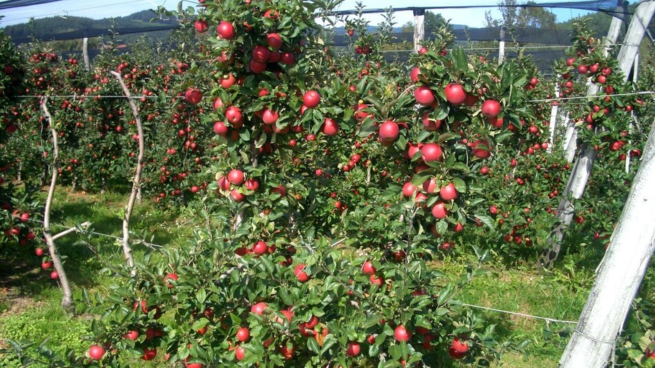 Bike Riding Panoramatour Anger - Touren-Impression #2.3 | © www.fahr-radwege.com