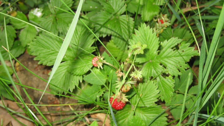 Hiking route From Weiz to Peesen - Touren-Impression #2.1 | © Oststeiermark Tourismus