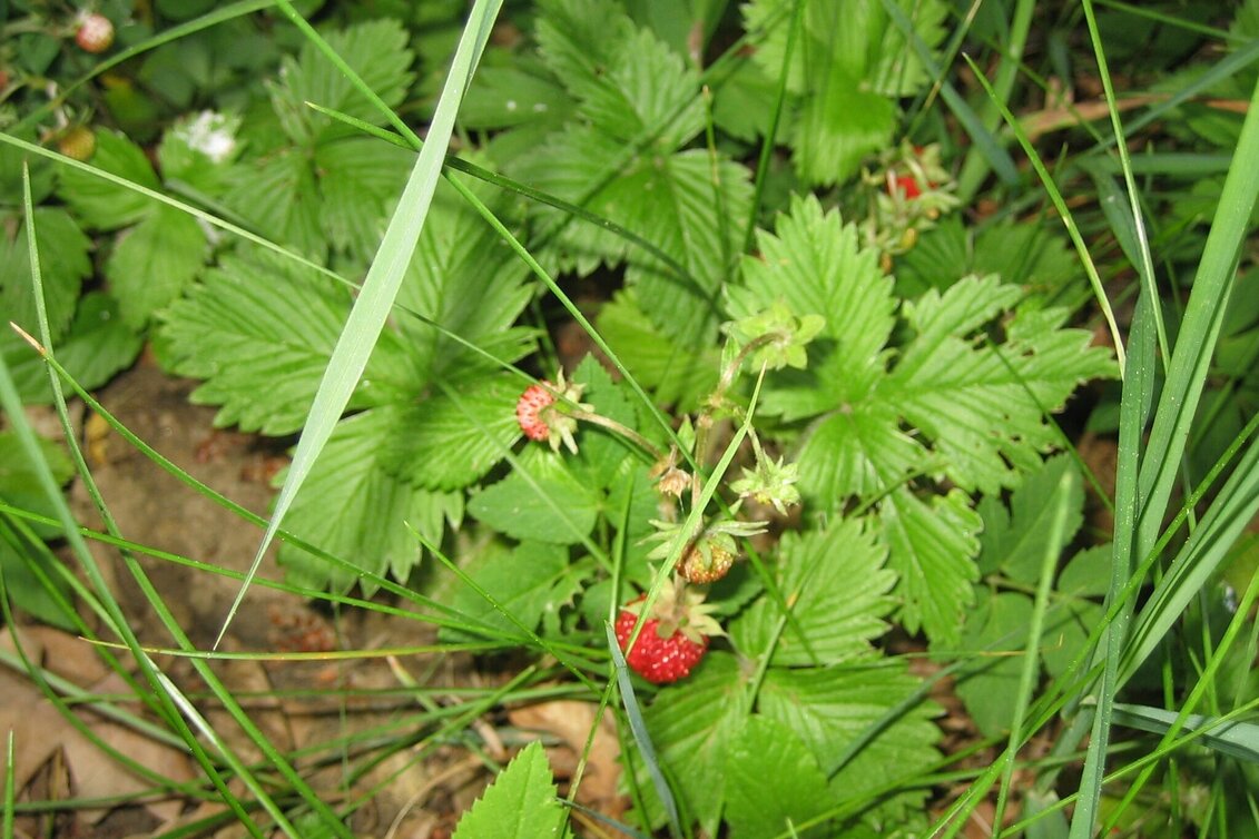 Hiking route From Weiz to Peesen - Touren-Impression #1 | © Oststeiermark Tourismus