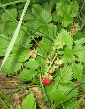 wild strawberry, Community Weiz, Eastern Styria | © Oststeiermark Tourismus