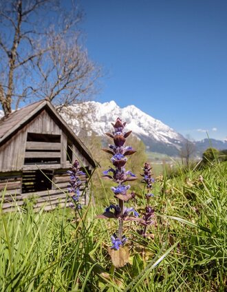 bachrundweg_img_43875141 | Schladming Dachstein | © Erlebnisregion Schladming-Dachstein