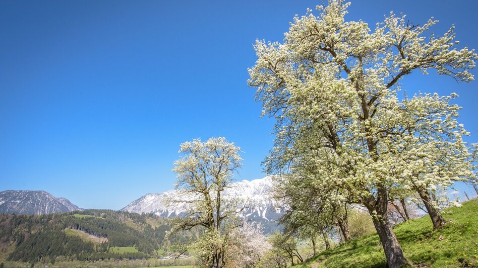 Wanderung Rundwanderweg Öblarn - Niederöblarn - Touren-Impression #2.8 | © Erlebnisregion Schladming-Dachstein
