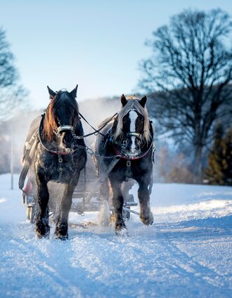 panoramarunde ost und west pferdeschlitten_img_43758153 | Tom Lamm | © Erlebnisregion Schladming-Dachstein