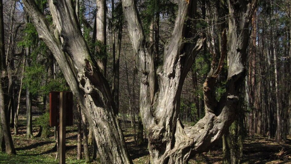 Theme path Forest nature trail, Weiz - Touren-Impression #2.1 | © Oststeiermark Tourismus