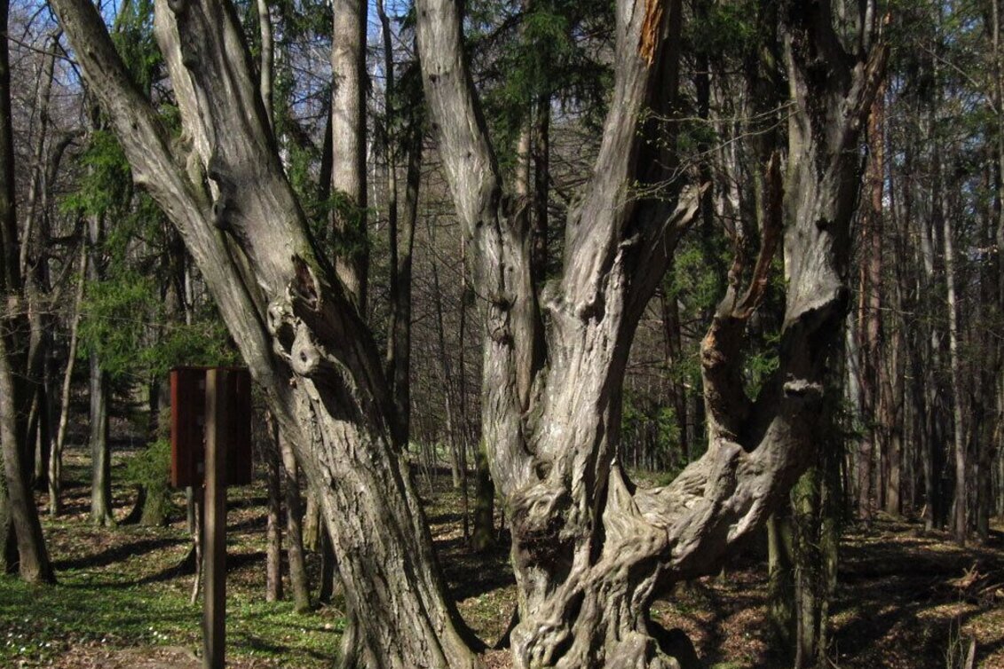 Theme path Forest nature trail, Weiz - Touren-Impression #1 | © Oststeiermark Tourismus