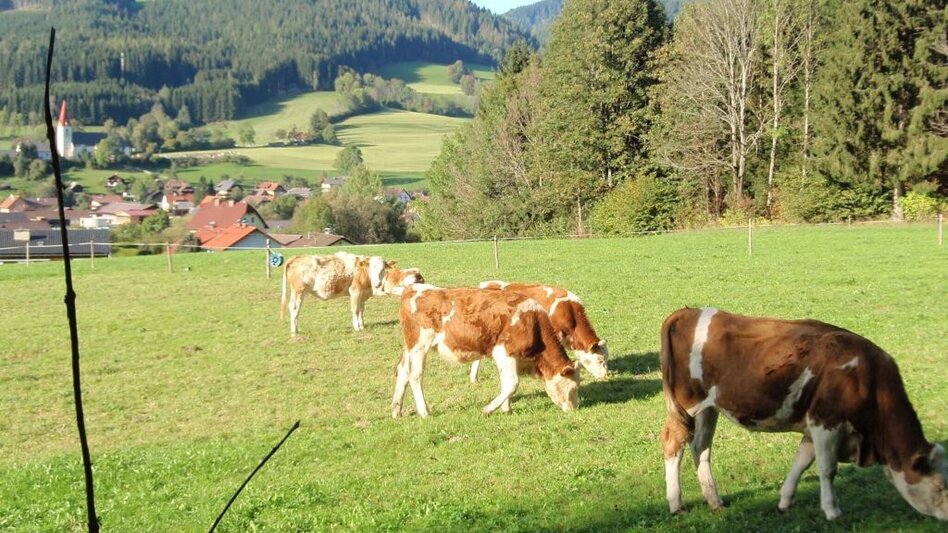 Theme path Birds' Educational Trail in Turnau - Touren-Impression #2.3 | © TV Hochsteiermark