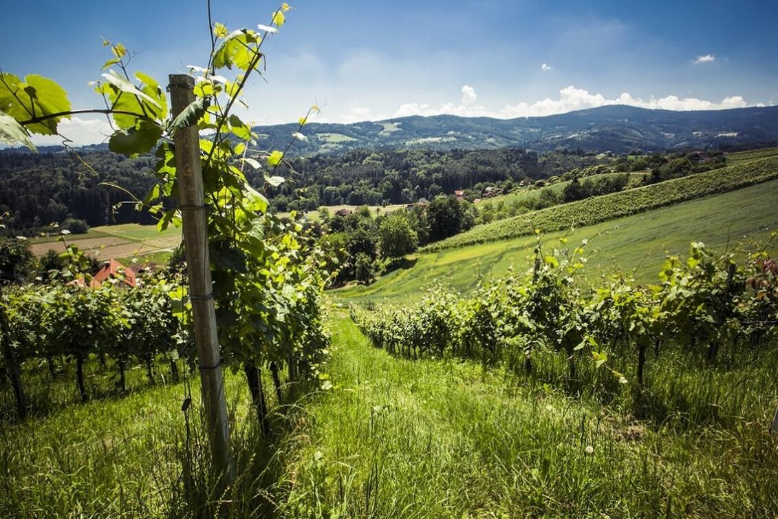 Wanderung Kastanienweg Nr. S10, 11G - Touren-Impression #1 | © TVB Südsteiermark/Lupi Spuma