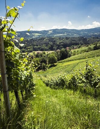 Weingarten Hochgrail | Lupi Spuma | © TVB Südsteiermark/Lupi Spuma