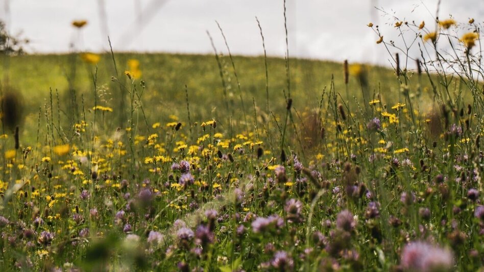 Wanderung Greith-Wege Große Runde - Touren-Impression #2.2 | © TV Südsteiermark/Silvan