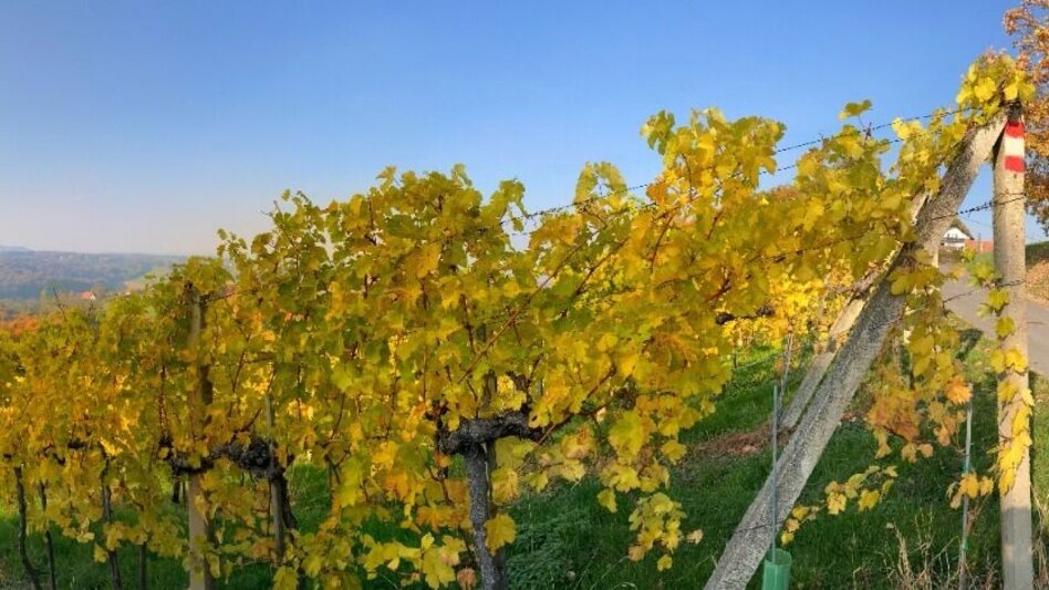 Wanderung Genusstour (Panoramaweg) Fehring - Touren-Impression #2.4 | © Stadtgemeinde Fehring