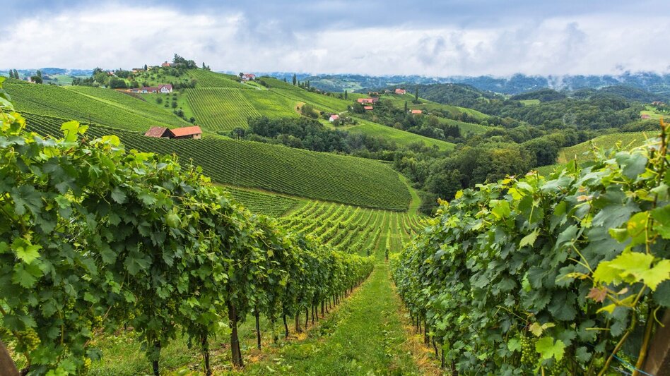 Fernwanderweg Südalpenweg 03 - Grenzpanoramaweg - Touren-Impression #2.6 | © Steiermark Tourismus/Harry Schiffer
