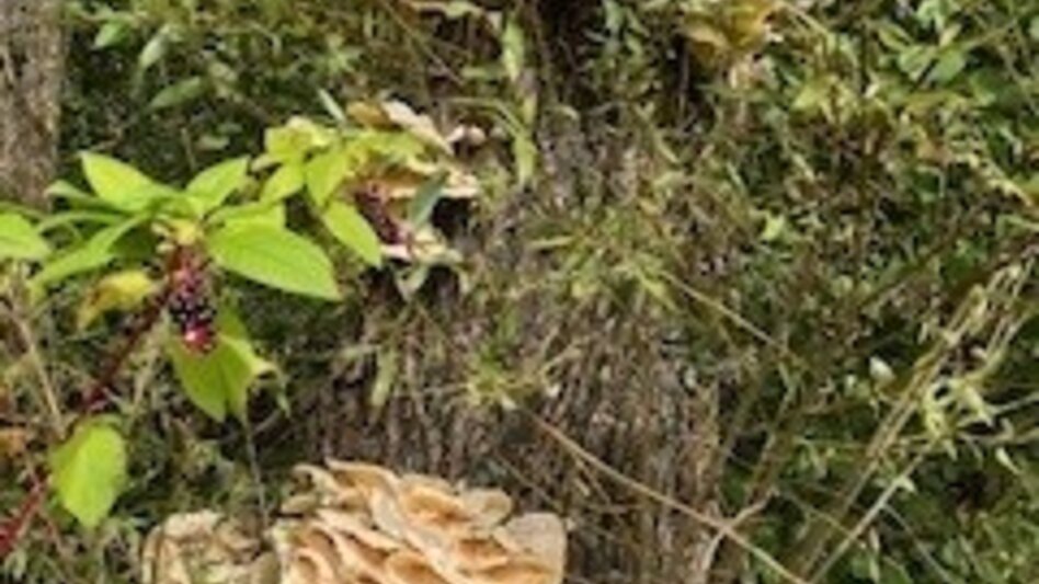 Wanderung Weg Nr. 4 Runde übern Hoanzl - Touren-Impression #2.3 | © Heidemaria Kainer