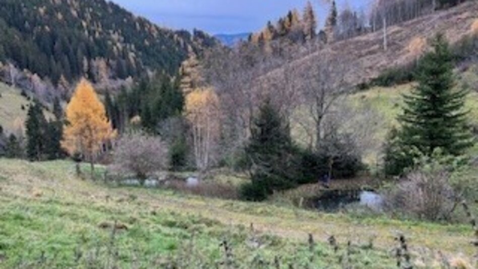 Wanderung Weg Nr. 6 Tatscherrunde - Touren-Impression #2.6 | © Heidemaria Kainer