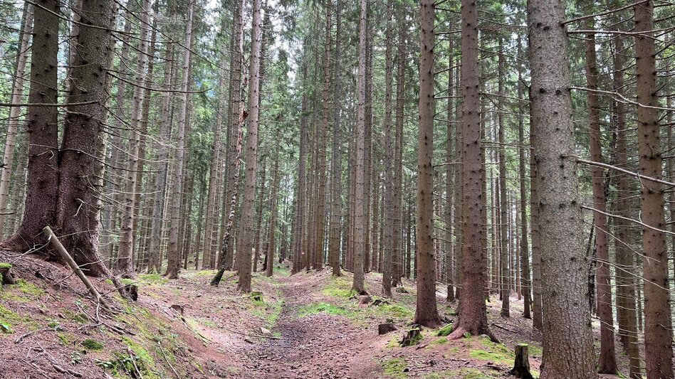 Wanderung Weg Nr. 7 Klosterneuburgerhütte - Touren-Impression #2.2 | © Heidemaria Kainer