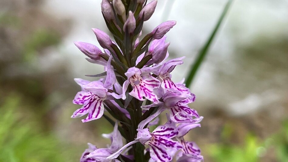 Wanderung Weg Nr. 7 Klosterneuburgerhütte - Touren-Impression #2.3 | © Heidemaria Kainer