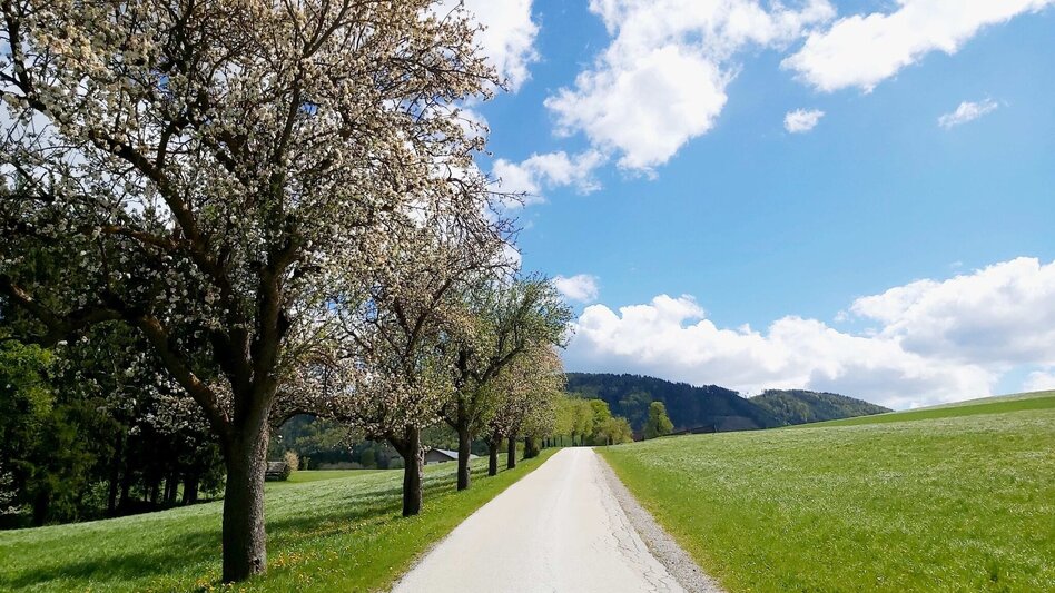 Jogging Moarhofhechtl-Runde, Passail - Touren-Impression #2.3 | © Oststeiermark Tourismus