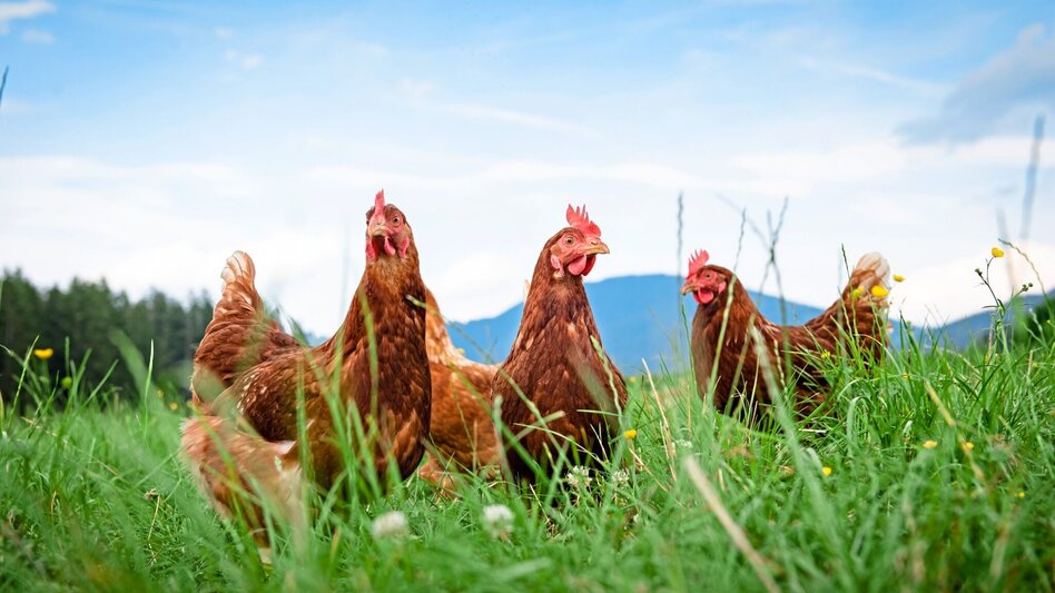 Jogging Moarhofhechtl-Runde, Passail - Touren-Impression #2.6 | © Oststeiermark Tourismus