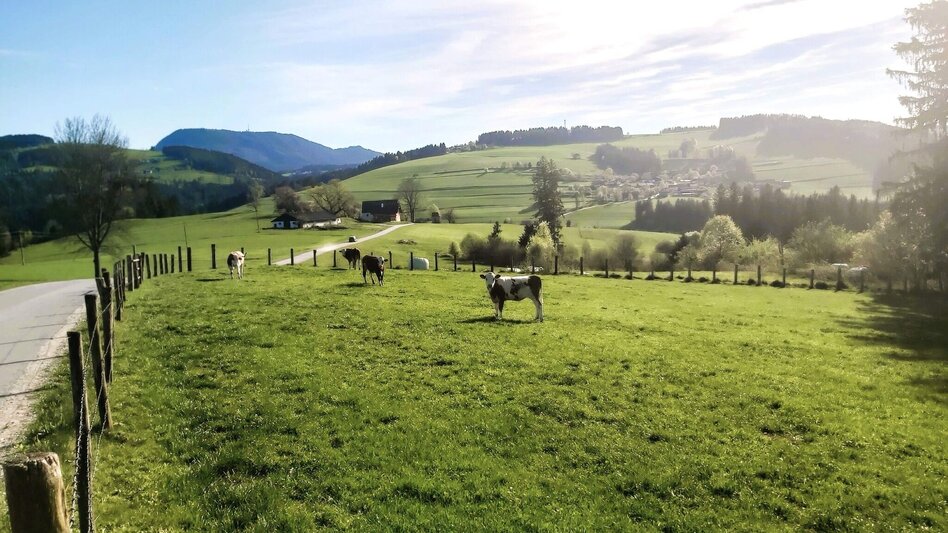 Jogging Arzberg circuit, Passail - Touren-Impression #2.6 | © Oststeiermark Tourismus