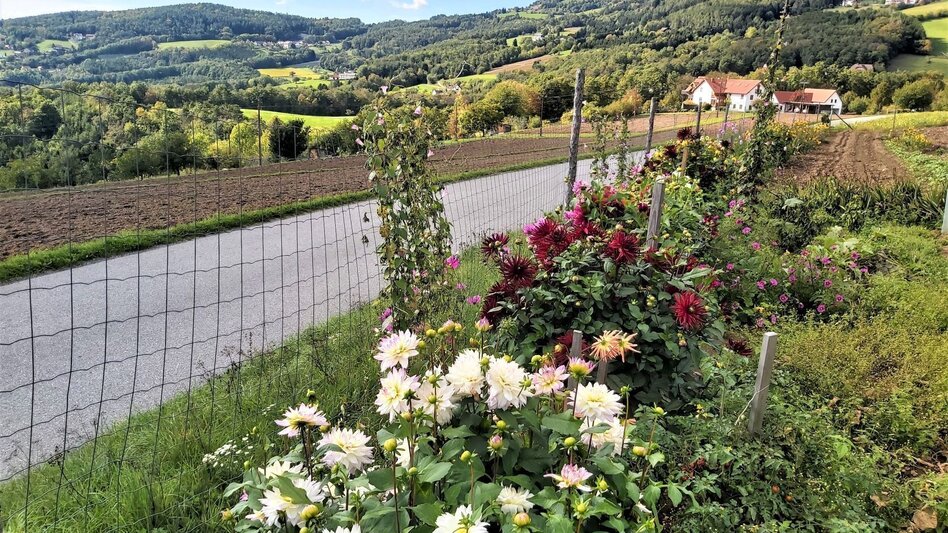 Radfahren Külml-Paradies-Runde im ApfelLand - Touren-Impression #2.17 | © Oststeiermark Tourismus