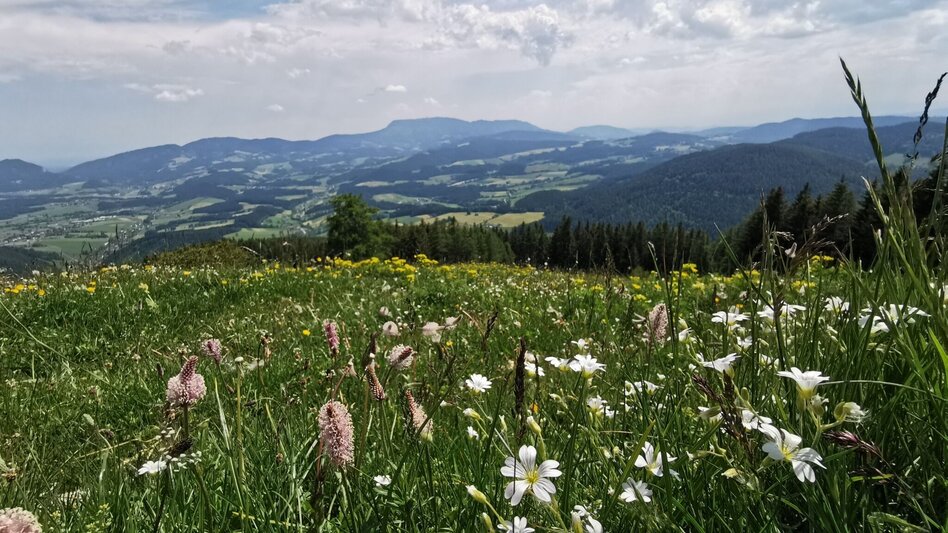 Hiking route Nechnitz-Runde über Holzskulpturenweg, Nechnitz - Touren-Impression #2.5 | © Oststeiermark Tourismus