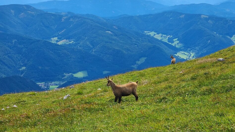 Long-Distance Hiking Schneealm – Rax Crossing in the Mürzer Oberland Nature Park - Touren-Impression #2.4