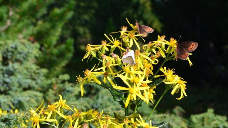 Bike & Hike Bike & Hike - Maxlankapelle Weißkirchen - Touren-Impression #2.4 | © Erlebnisregion Murtal
