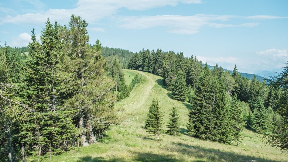 Hiking route Wandern bei Frohnleiten: Wieseralm - Hochalm - Touren-Impression #2.4