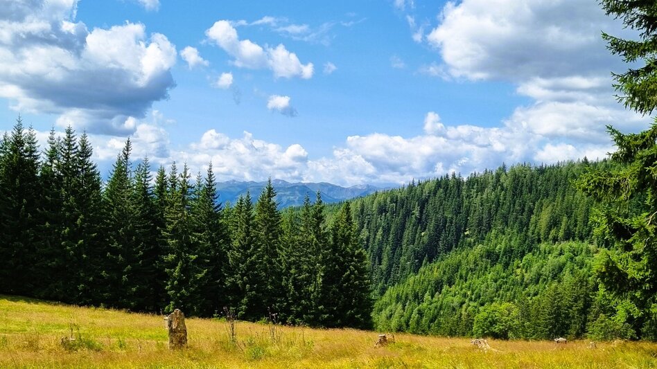 Hiking route Great Herzogberg circuit - Touren-Impression #2.8 | © TV Hochsteiermark