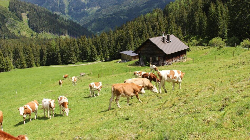 Hiking route Auf die Kälberalm - Himmlisches Platzerl 4 - Touren-Impression #2.1 | © Bauernhof Braun