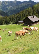 Kälberalm-Hohentauern-Murtal-Steiermark | © Bauernhof Braun | Mathias Leitner | © Bauernhof Braun