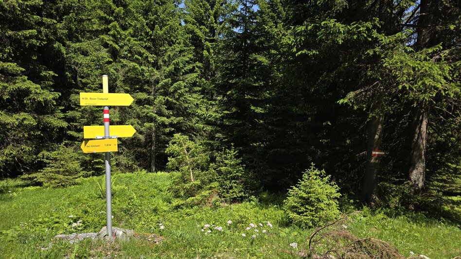 Hiking route Auf die Kälberalm - Himmlisches Platzerl 4 - Touren-Impression #2.3 | © Marlene Zandl