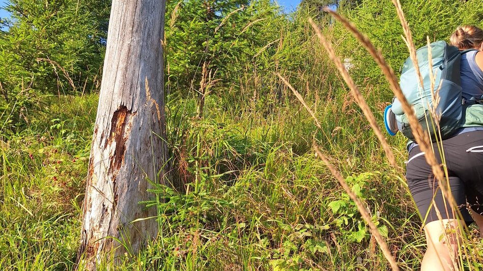 Wanderung Wanderung zum Eberlsee - Touren-Impression #2.4 | © Anna Pucher