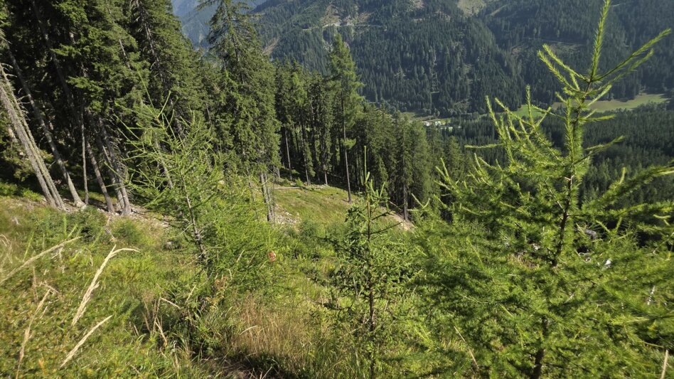 Wanderung Wanderung zum Eberlsee - Touren-Impression #2.7 | © Marlene Zandl