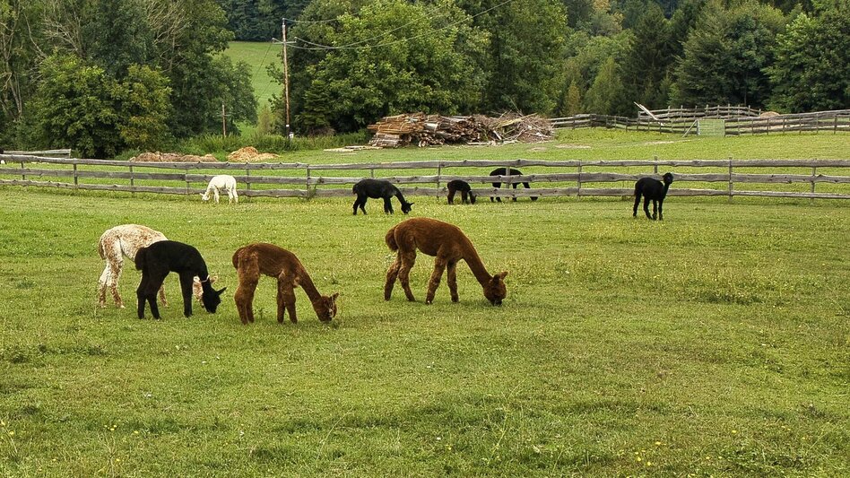 Bike & Hike Auf den Spuren von Sebastian Kneipp - Touren-Impression #2.5 | © Weges OG