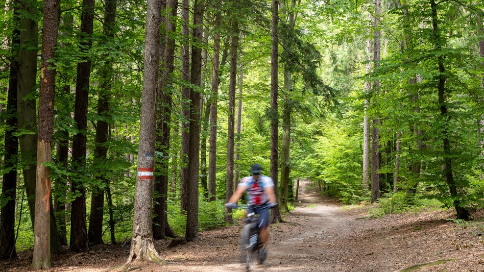 Mountain Biking MTB Projekt Voitsberg - Brendlalm - Touren-Impression #2.1 | © Region Graz