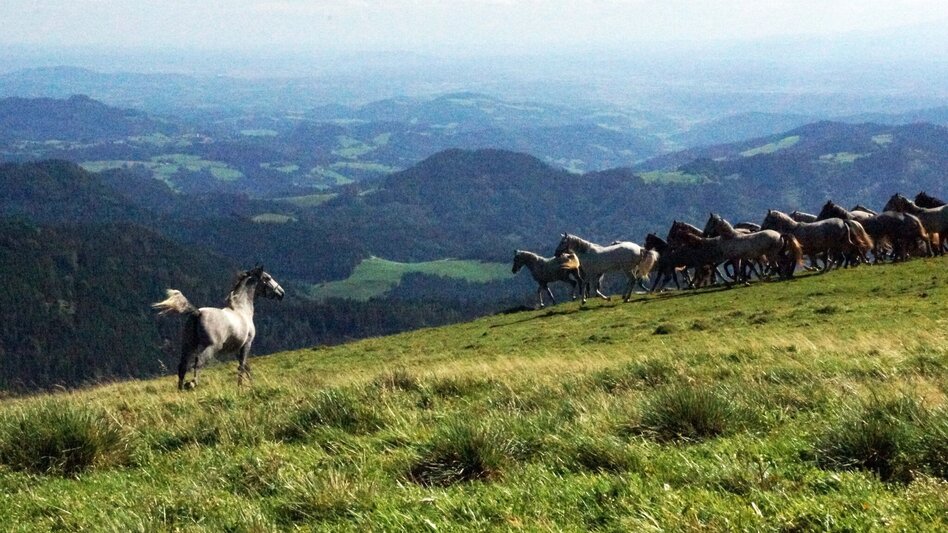 Mountain Biking MTB Projekt Voitsberg - Brendlalm - Touren-Impression #2.3 | © Region Graz
