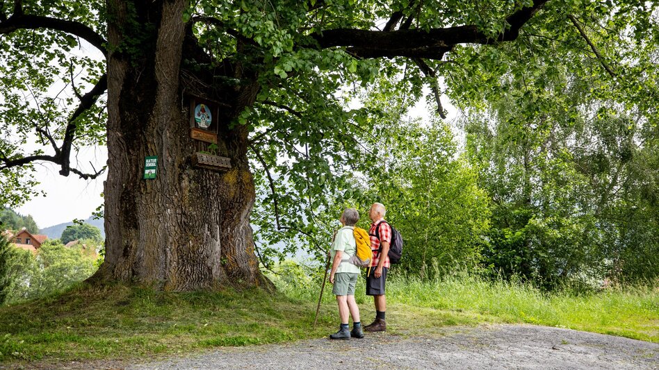 Pilgrim Walk Etappe 1 Mariazeller Gründerweg - Touren-Impression #2.3 | © Tourismusverband Murau