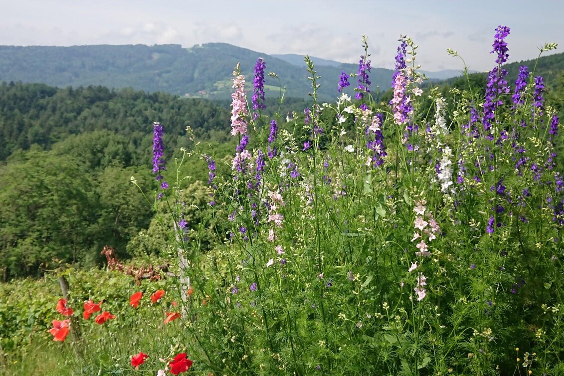 Wanderung Rundwanderweg Koralpenblick Nr. 2 - Touren-Impression #1 | © Familie Deutschmann