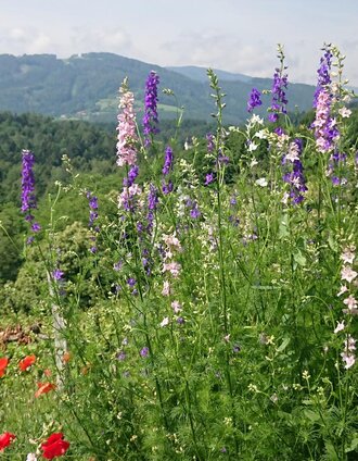 Blick zur Koralpe | © Familie Deutschmann