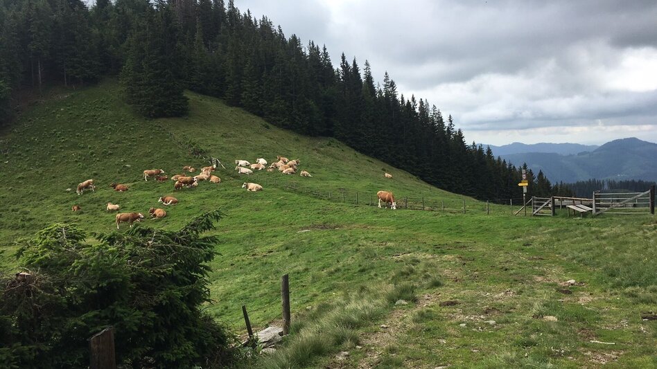 Wanderung Tagestour Übelbach - Zitoll - Touren-Impression #2.9 | © Region Graz
