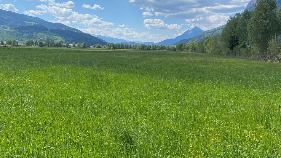 Jogging Ennswiesen-Runde - Touren-Impression #2.1