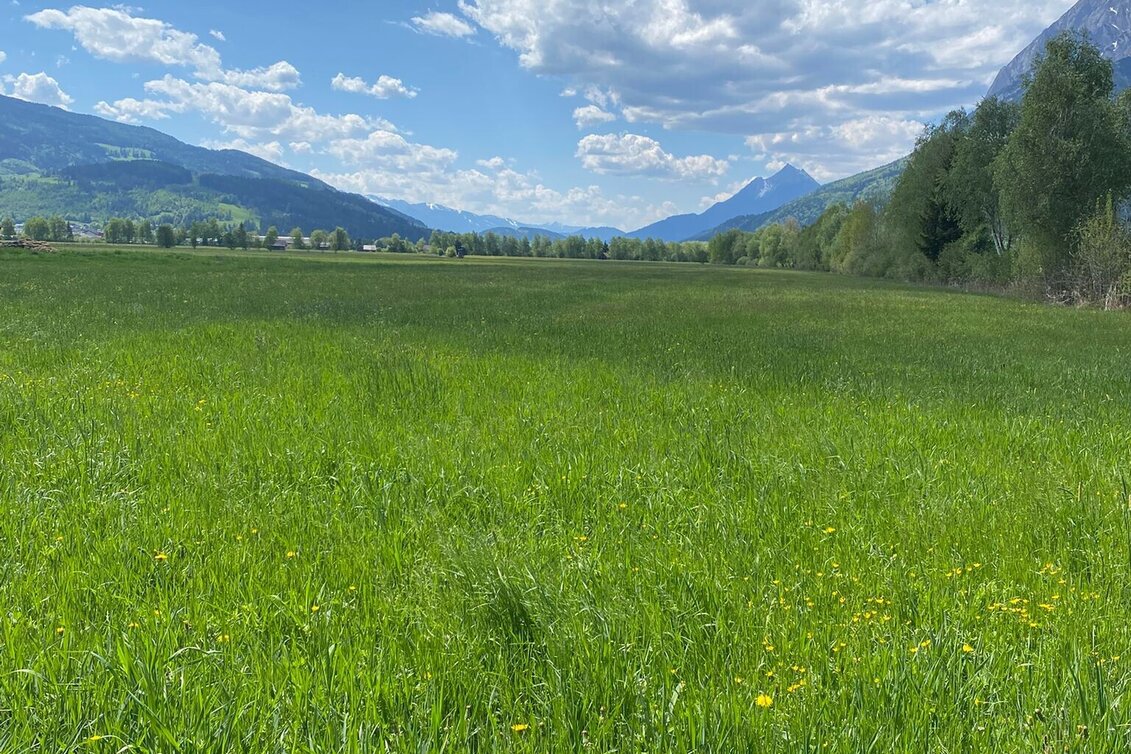 Jogging Ennswiesen-Runde - Touren-Impression #1